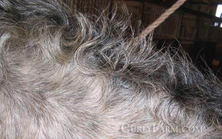 Photograph of curly horse hair
