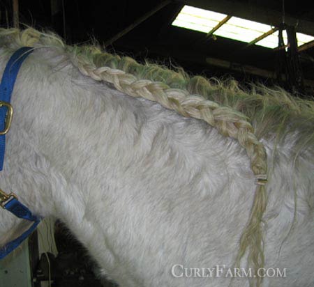 Photo of french braided mane
