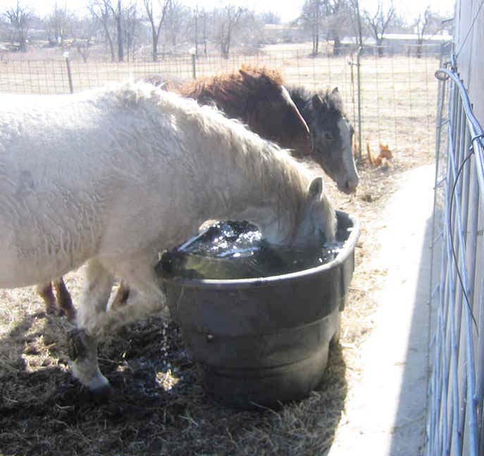 cf funny horse trough water summer heat 34