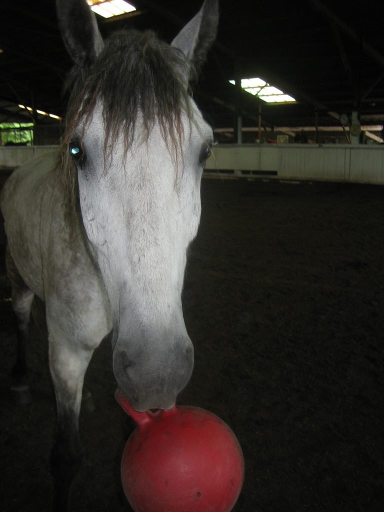 Grey horse being trained to fetch a small toy