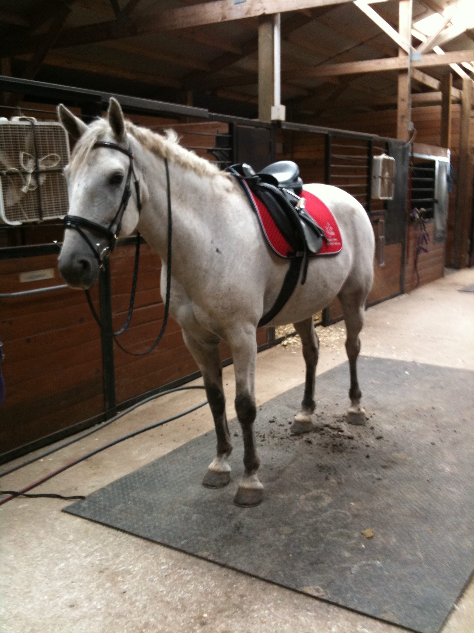 Once a horse is wearing the equipment needed for riding, they are said to be "tacked up."