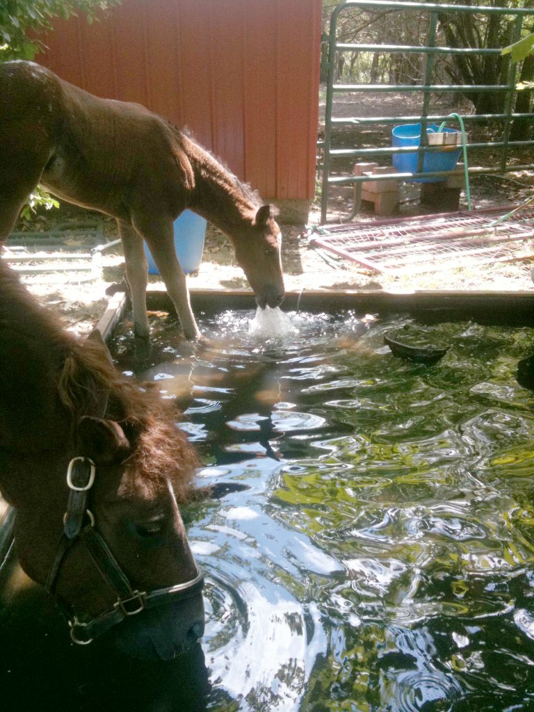 Foal plays with pond fountain pump while mare drinks from garden pond.