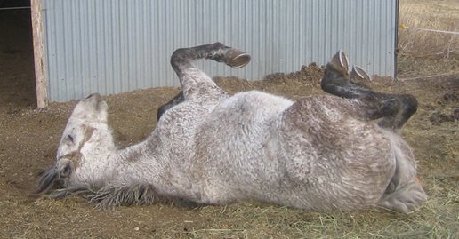 Most horses will roll the minute they are turned loose after being cooled off