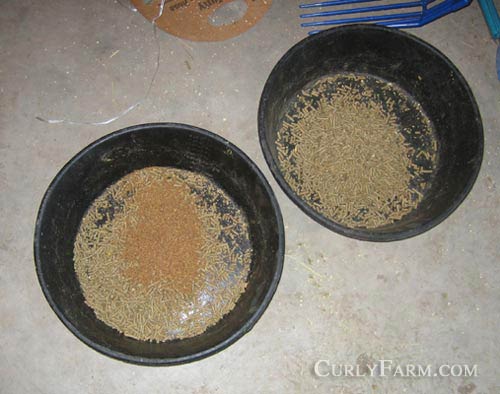 Feed pans with a mix of grains, pelleted food, and powdered supplements.