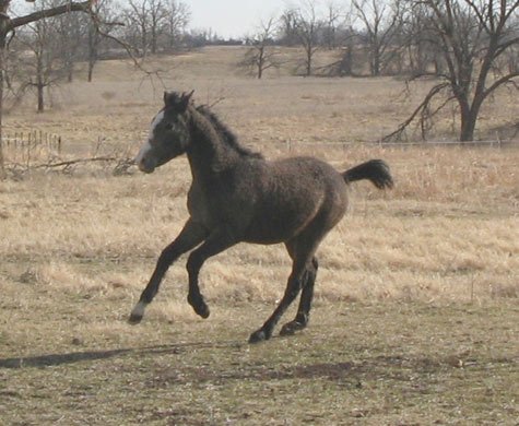 weanling uphill