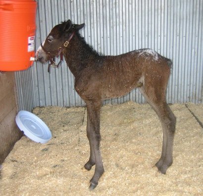 Success! Our orphan newborn Curly Horse began nursing from a cooler before installation was even finished!