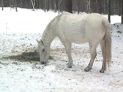 horses handle cold very well- but winter bathing can be very hard on a horse that is older or not healthy