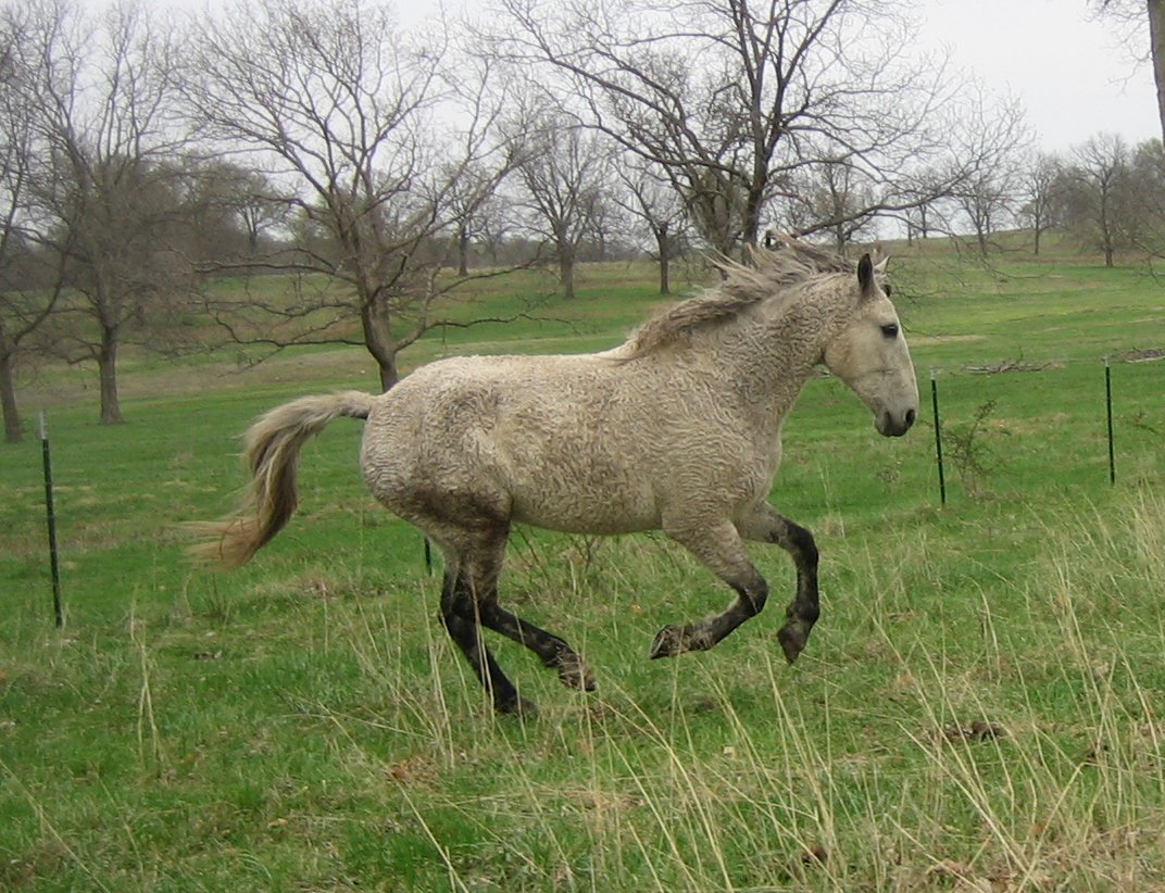 A horse running in a field, showing an ewe neck corrected through muscle growth.