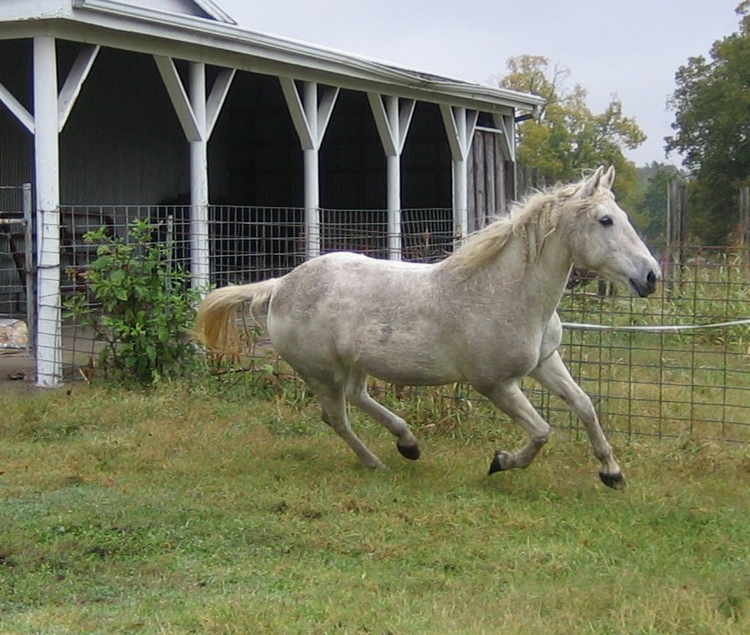 A mare with four strand braids in her mane during turnout to prevent long mane from tangling.