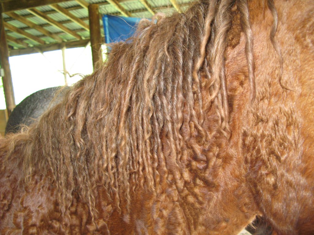 cf curly horse hair 8031