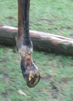 severe mud fever on this foal required treatment by a veterinarian.