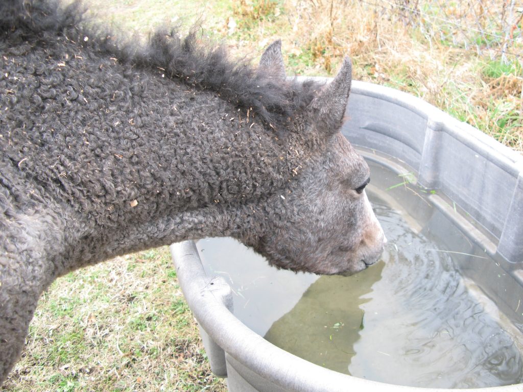 cf horses pasture 1.2008 drink water trough