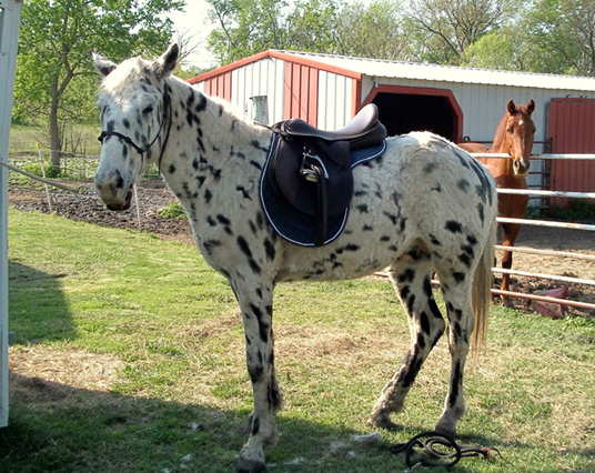 Though horses should not be ridden until at least 2 years old, young horses- like this yearling- can benefit from being exposed to the feeling of a saddle, bridle, and girth. 