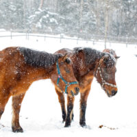 Horses with their heads down in snow.