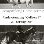 How to recognize collection in horses and tell the difference between collected and strung out horses