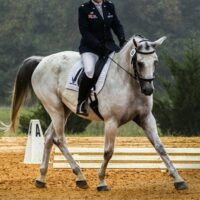 Considering if dressage is natural and occurs in horses in the wild