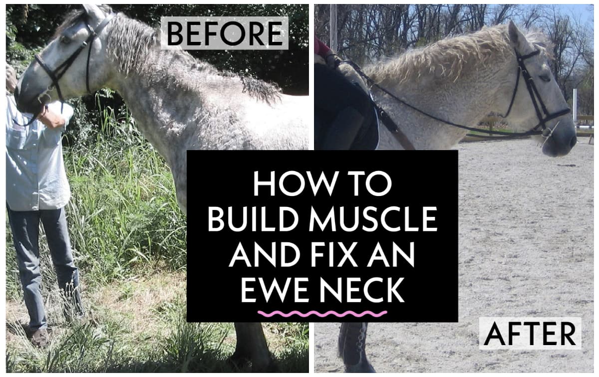 conformation photo of horse with an ewe neck and the same horse after 18 months of conditioning