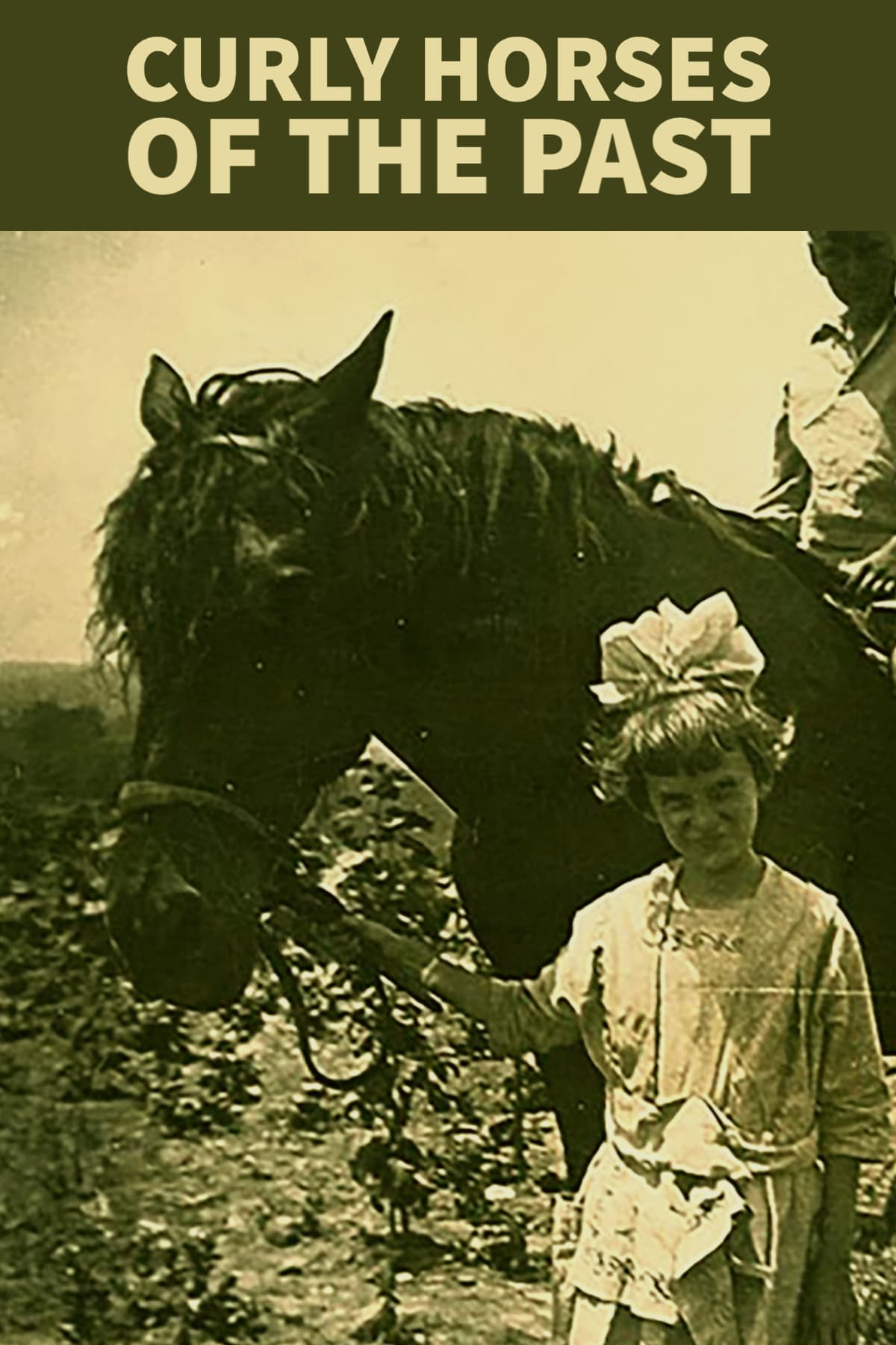 Curly horses are growing in popularity, but aren't a new breed. Explore the history of curly horses
