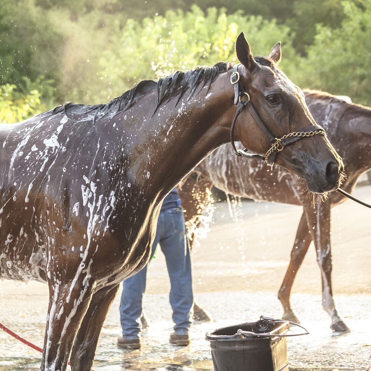 horse being bathed with stud chain attached to halter