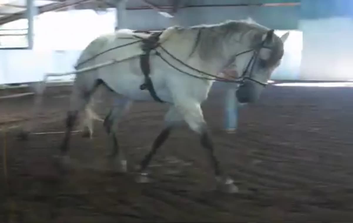 video still from a training session in which a young horse is being taught to drive by dragging a breakaway PVC cart