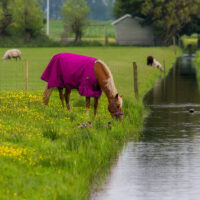 A horse grazes in a meadow near a water channel.