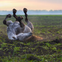 A dapple grey horse rolling over in a field at dusk.