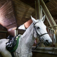 Horse stands tacked up in a stall ready to ride.