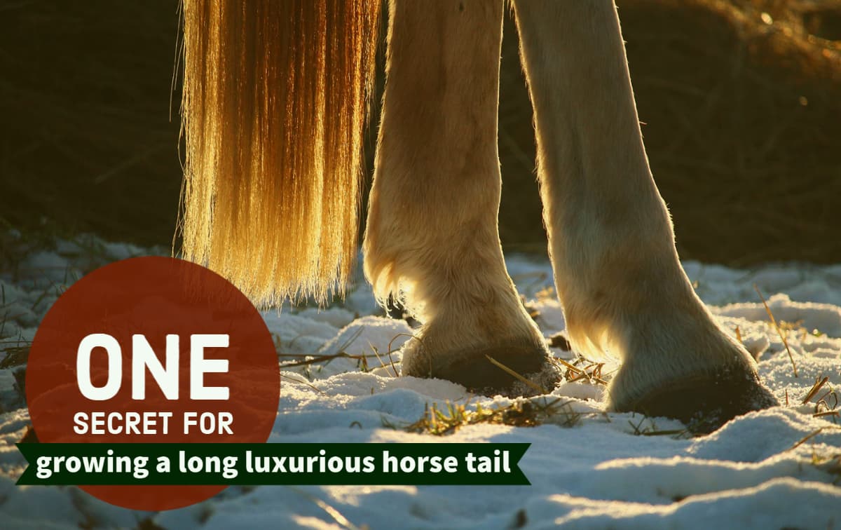 Use this one hack to help keep white horse tails brilliantly bright and show ring ready