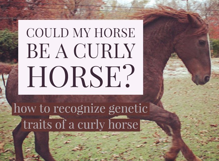 how to tell if your horse might be a curly horse