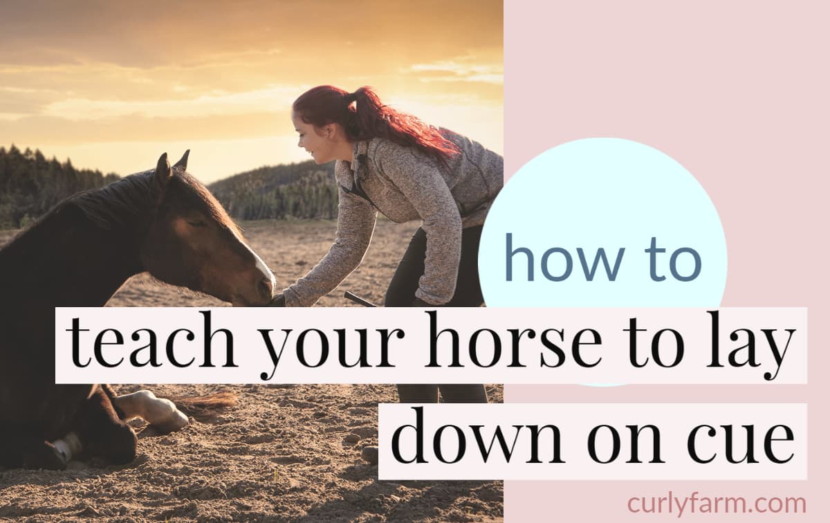 How to train a horse to lay down on command - a difficult trick that most horses can learn with careful trick training.