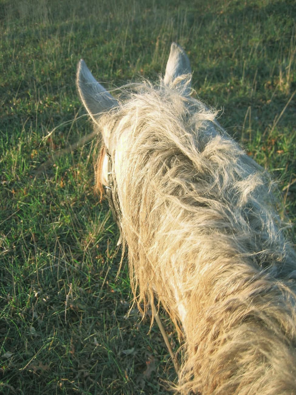 Photograph of a grey horse's mane, shown from a rider's perspective above the horse.