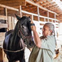 person grooming an old horse in retirement.