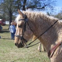 A palomino colored bashkir curly horse in western tack.