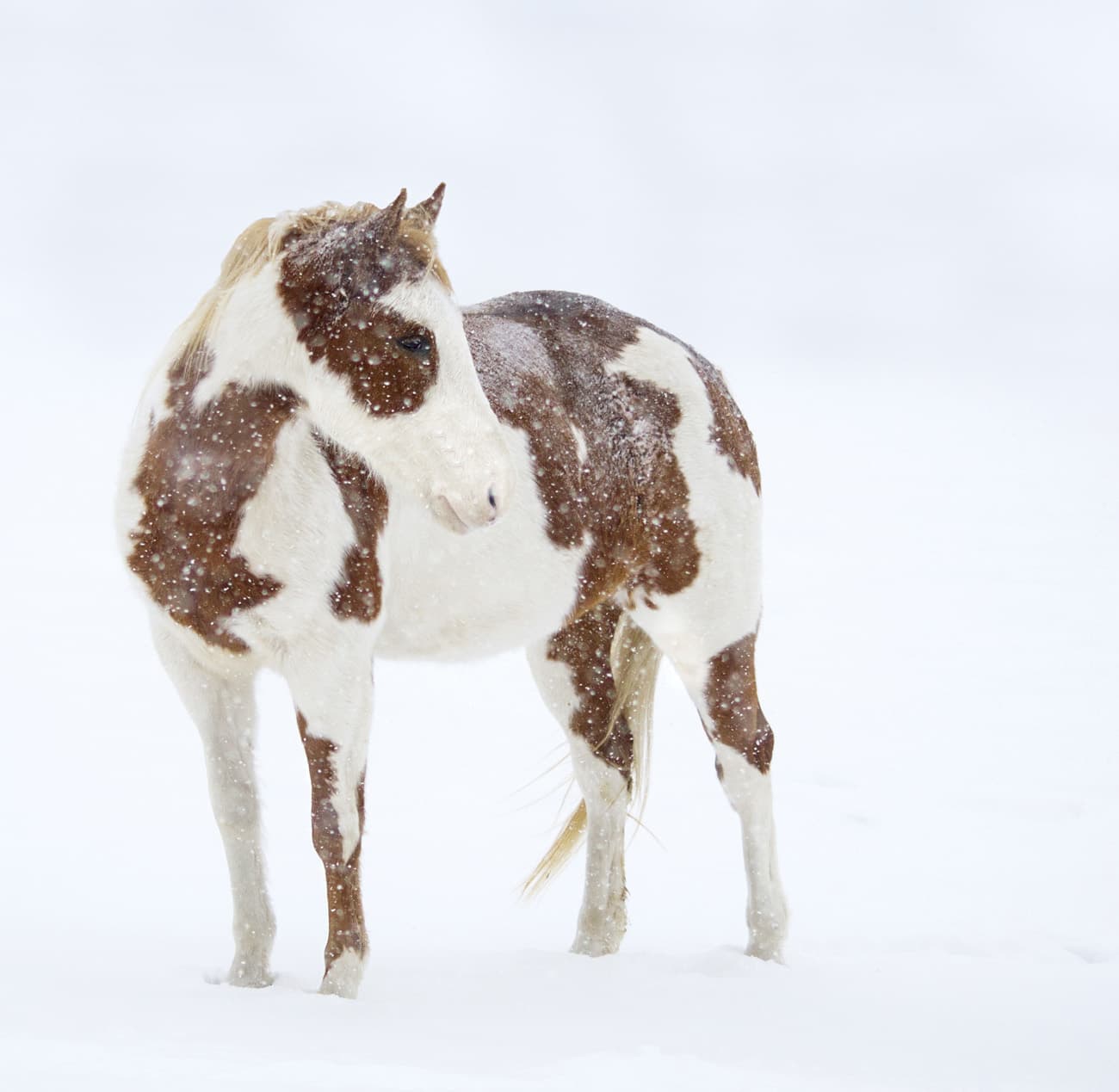 A pinto horse standing in a snowy field while snow is falling.