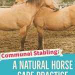 For some horses, communal stabling (or shared stalls) may be the solution to behavior problems, stress related health issues, and excess energy during riding.
