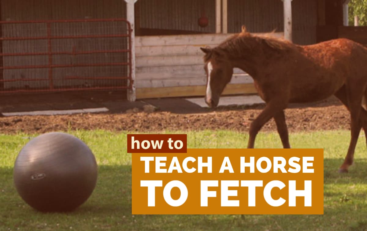 How to teach your horse to fetch - easy steps to teach your horse this impressive trick