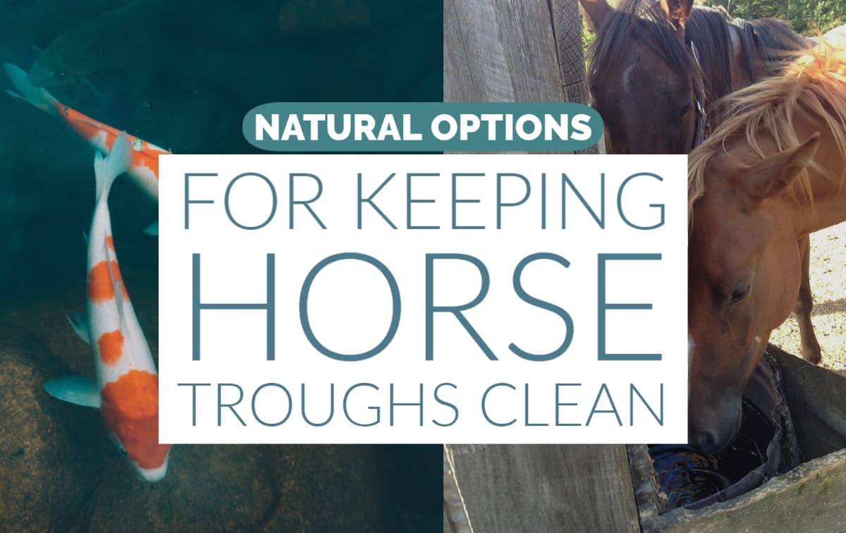 natural ways to keep horse trough clean