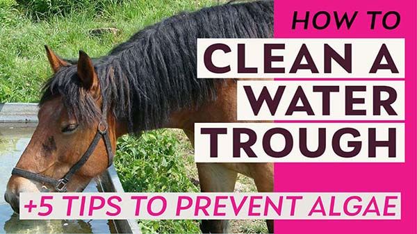 Simple tips to deep clean a trough and permanently reduce algae and mosquitoes