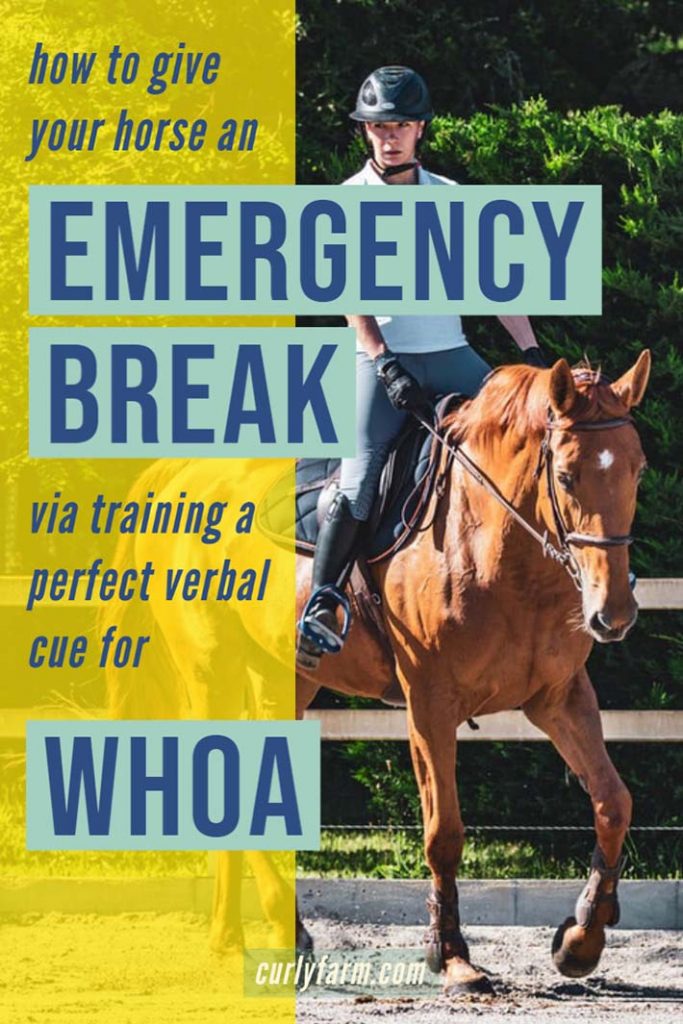 increase horse, rider, and farm safety by training your horses to stop immediately on cue