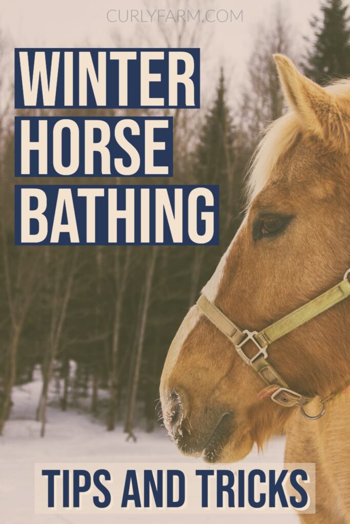 Winter horse grooming can be challenging but these tips can help you keep your horse clean in the cold