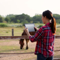 woman using a tablet to create a horse blog near a field of horses.