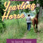 10 things to do with yearling horses to help them bond, grow confidence, and prepare for future saddle training