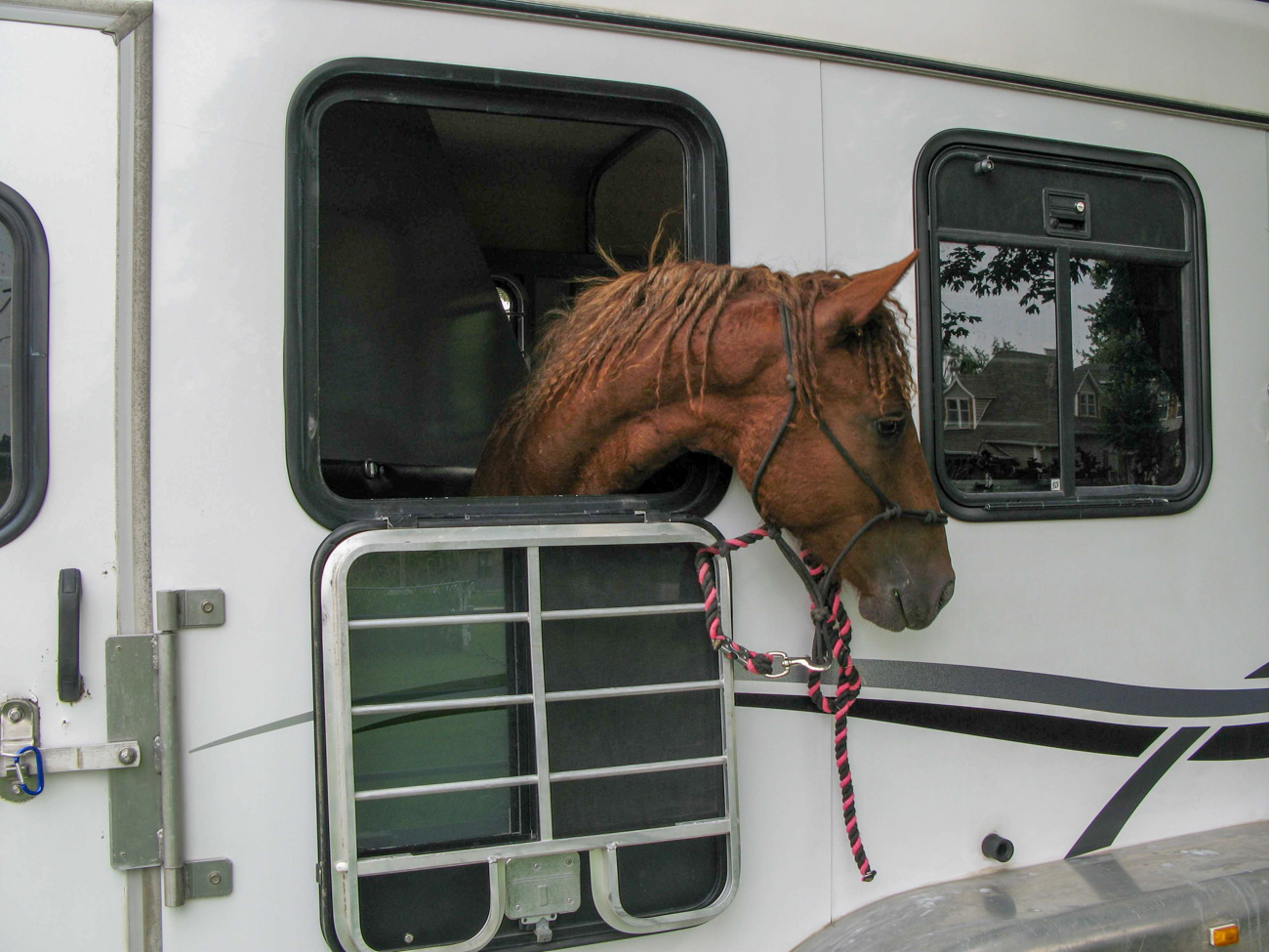 yearling loaded in a horse trailer