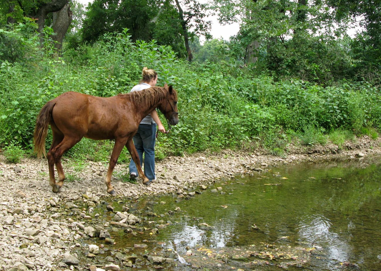 Hand walking your young horse down trails can build confidence and your bond. Much of the work of early training is exposing your horse to many new experiences, like this filly being led along a creek bed in preparation for trail riding one day.