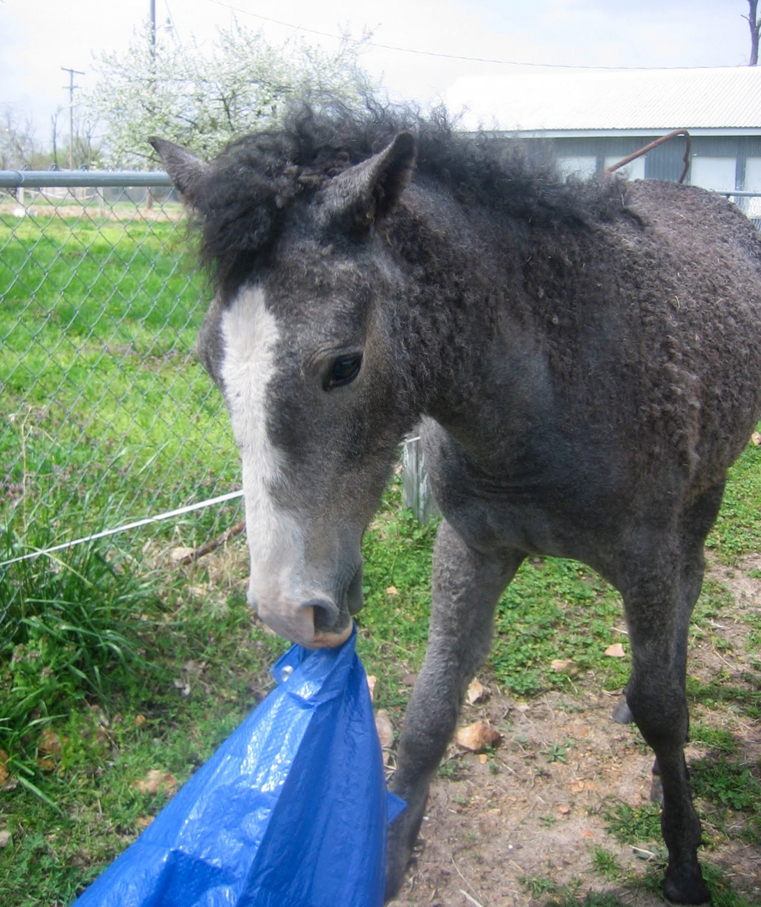 Some trainers antagonize horses with frightening experiences like flapping tarps, but if left alone with these items with minimal supervision, most young horses will explore and orient themselves to the object.
