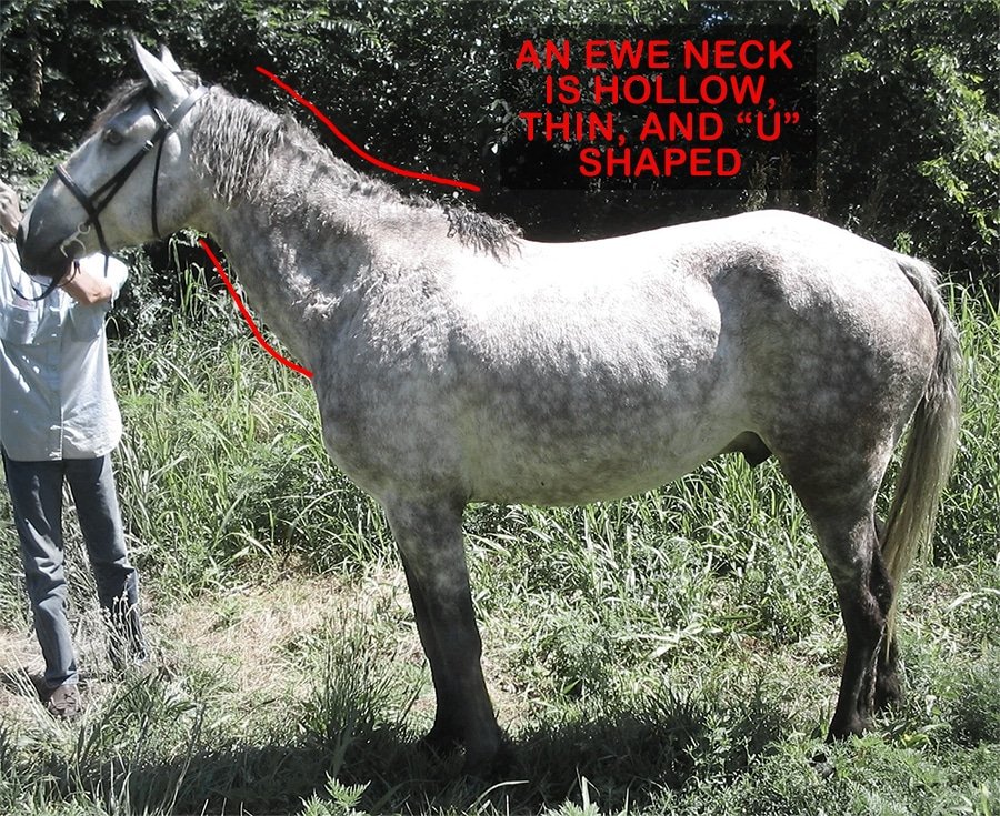 Comparison of a horse with an ewe neck before starting training compared to after several seasons of conditioning