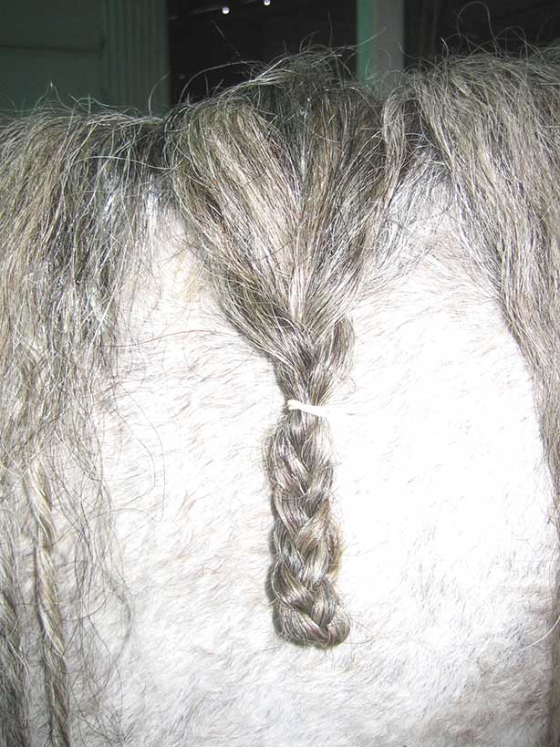 with a consistent rhythm of braiding and care you can grow a longer thicker mane