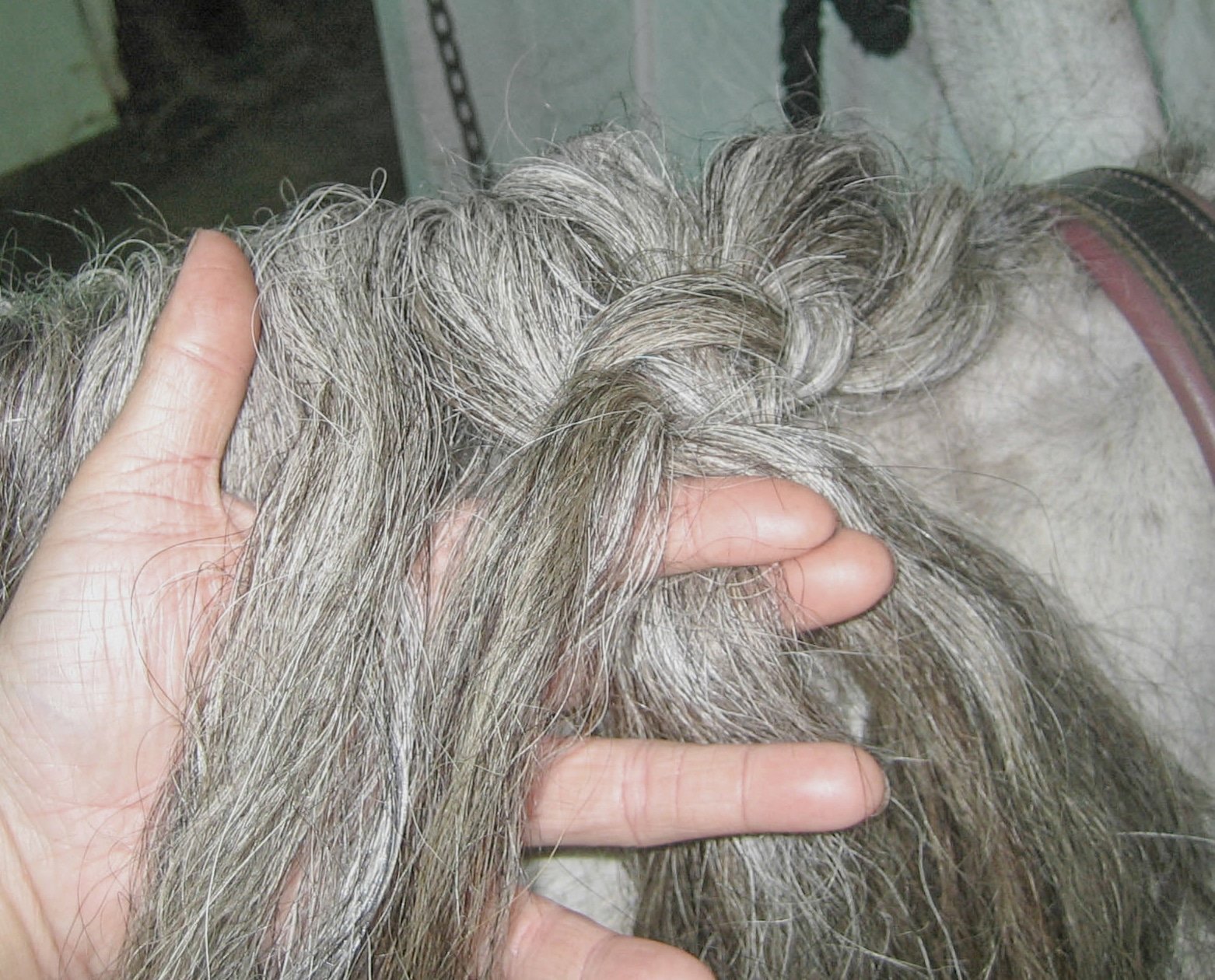 Step by step instructions to braid a mane into a running braid