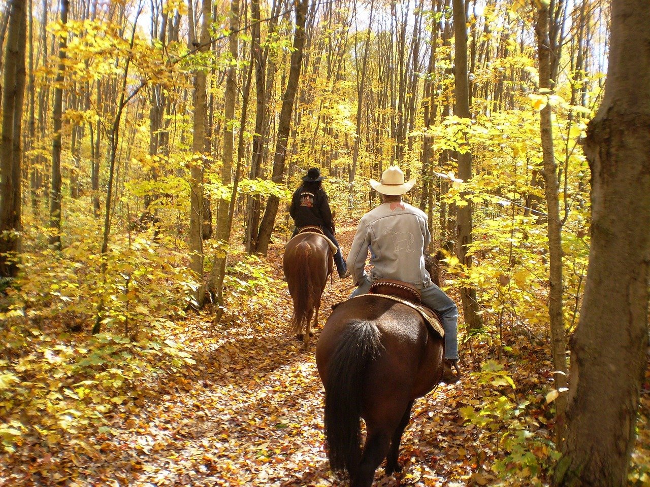 Trail riding is an excellent wait to build trust between horse and rider and change up a training routine