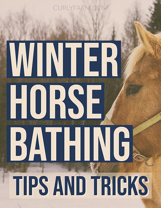  how to know when it's too cold to be your horse, and what to do